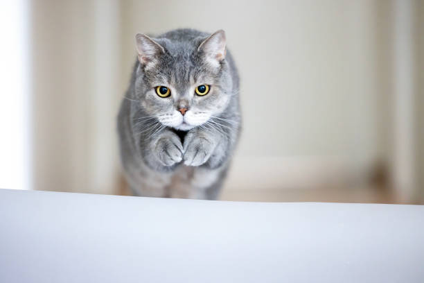 고양이 스트레스의 원인