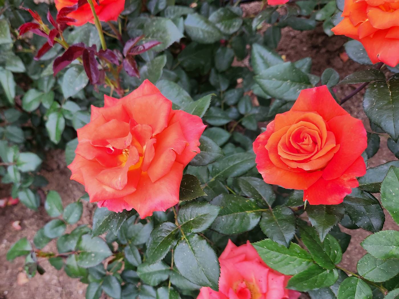 장미 루이스 드퓨네 Louis de Funes