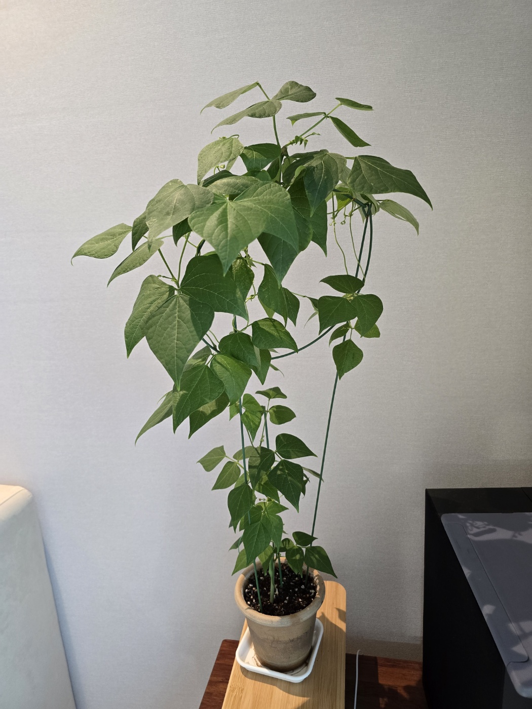 현재 7월 16일 강낭콩의 모습