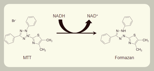 MTT assay