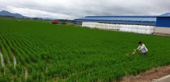 농사 물 관리 비가림 설치 배수로 정비 가뭄 대비 빗물 저장_9