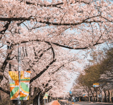 2024 서울 벚꽃 축제 썸네일