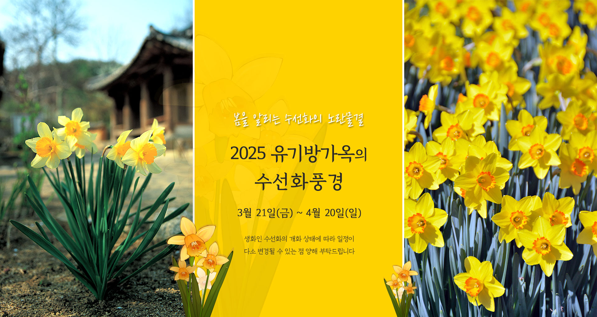 서산 유기방가옥 수선화축제 개화 상황