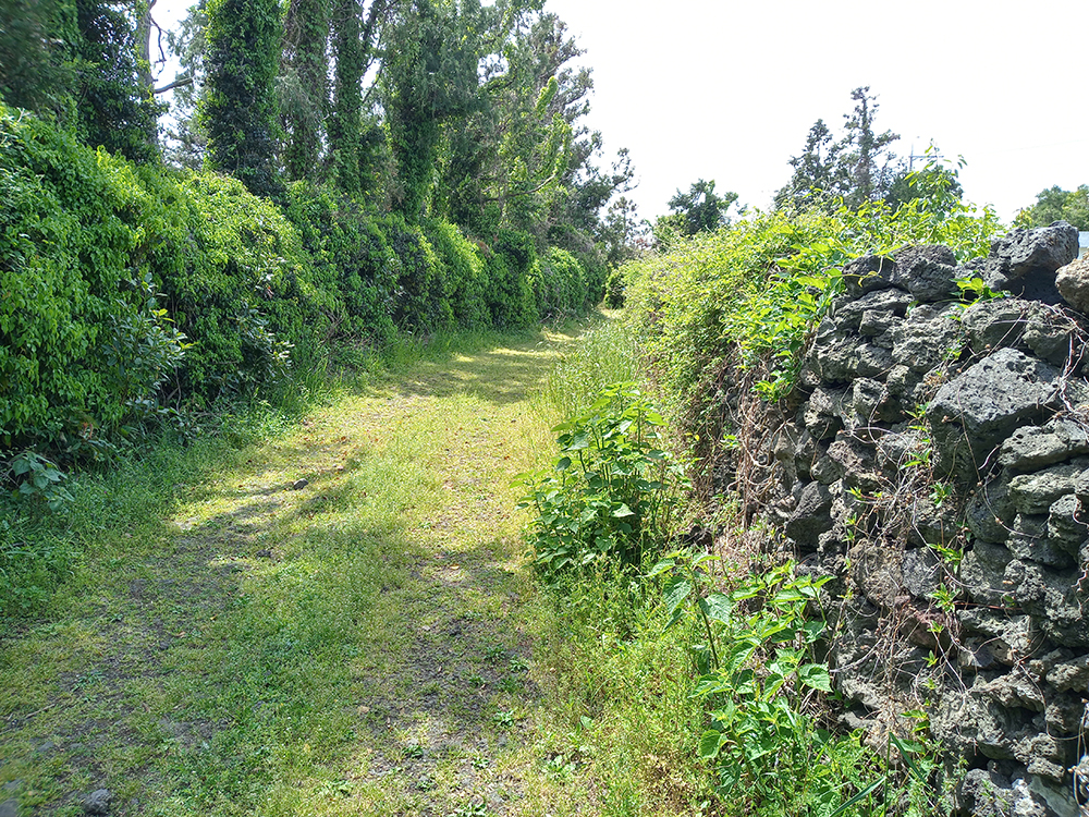 올레14-1코스: 저지예술정보화마을에서 오설록 녹차밭까지