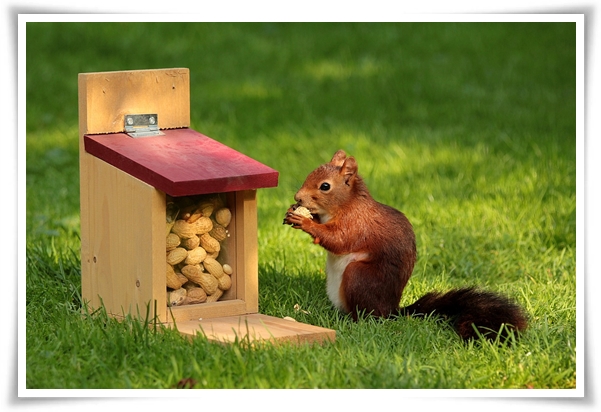 &quot;9월, 땅콩 수확 시작하세요!&quot; 수확 시기/수확/건조/활용법/건강 상 이점