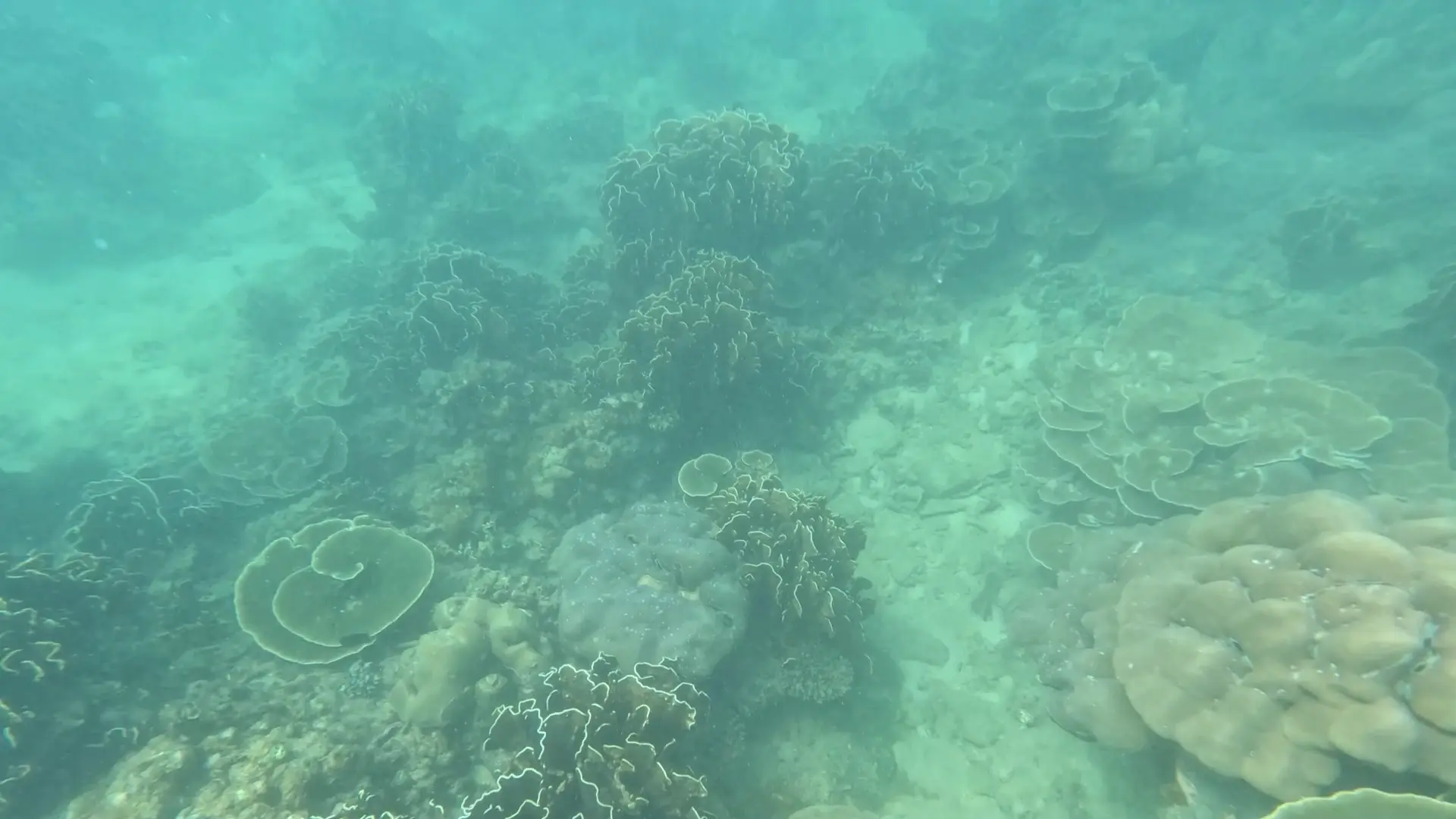 아오사네 비치 물속