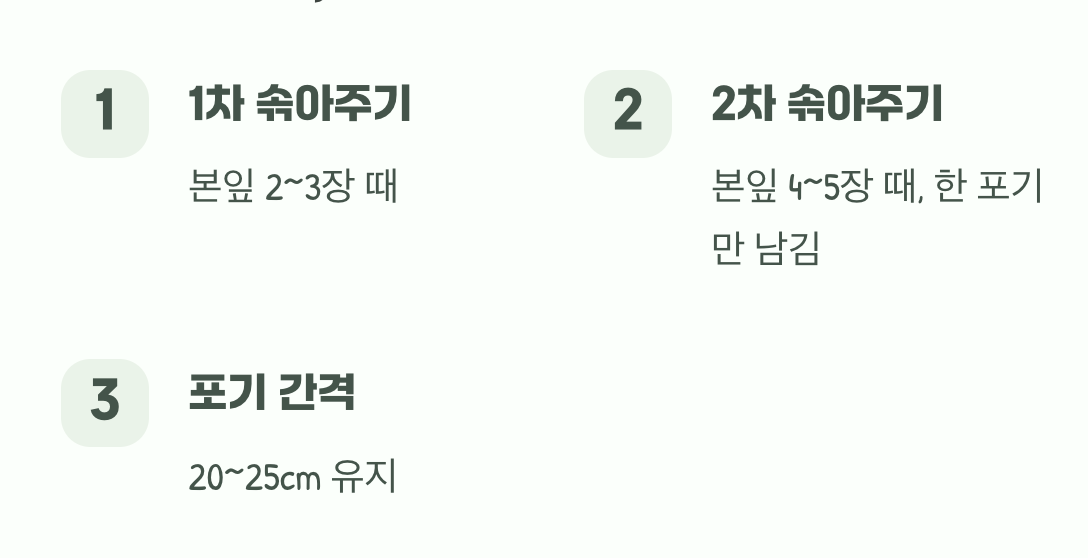 솎아주기&amp;#44; 미움이 아닌 사랑