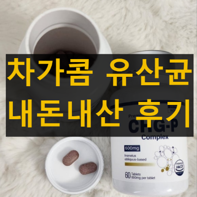 차가콤 유산균