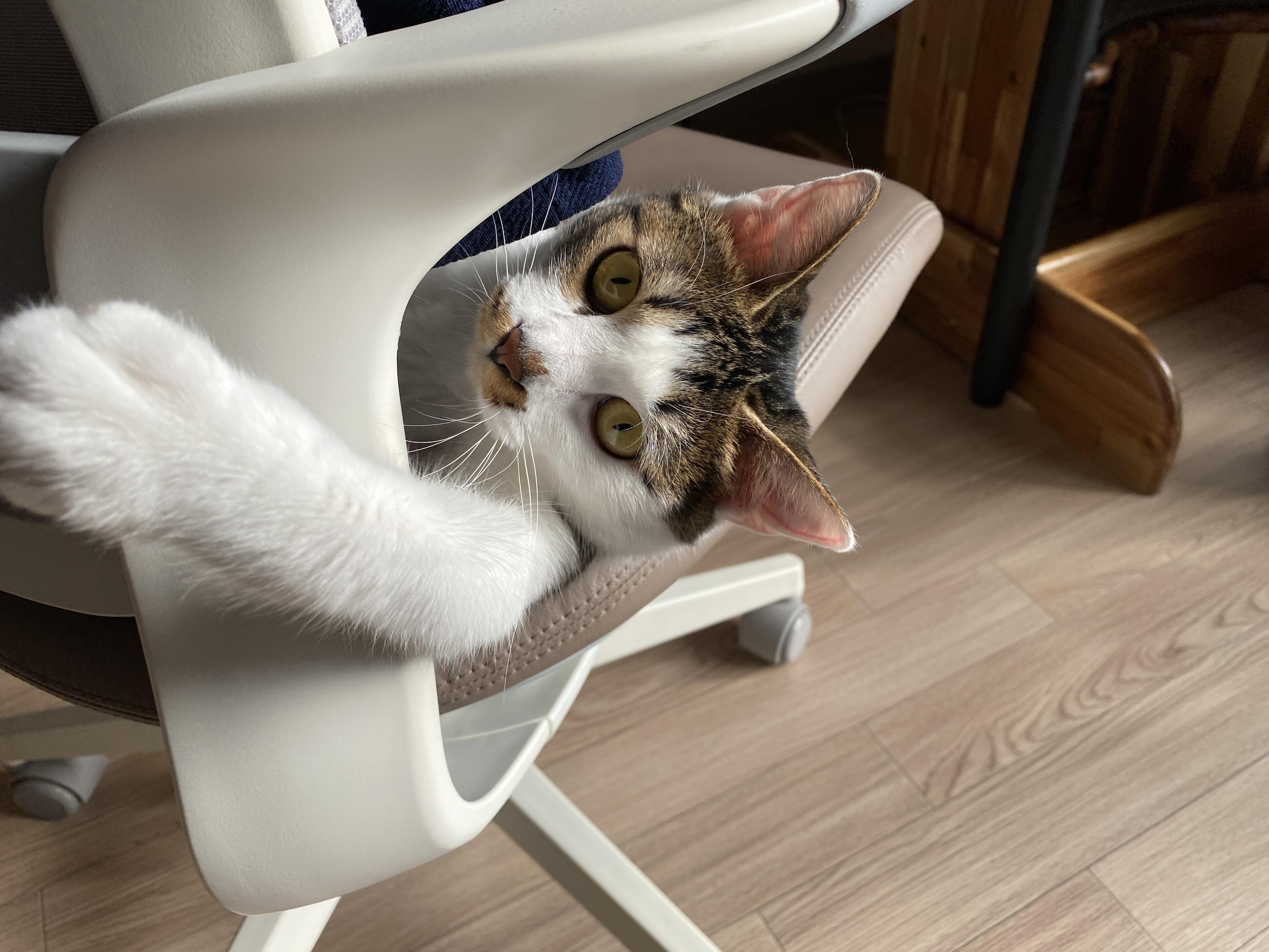 고양이 수명