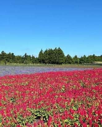 2025 제주 보롬왓 튤립축제