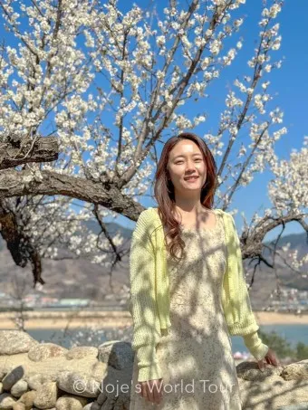 2025년 상반기 전국 봄꽃 임산물 축제 일정 예매_19