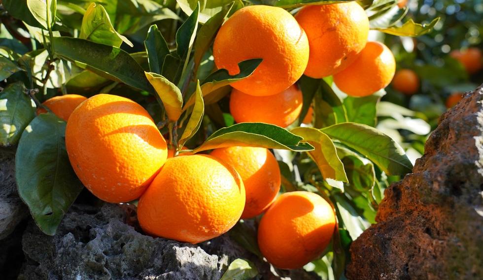 제주도와 섬 지역의 미식 탐방