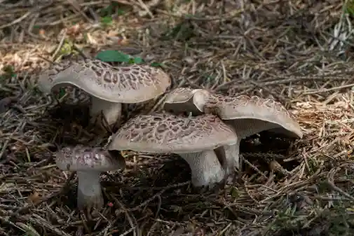 능이버섯 효능 효과 및 가격, 주의점
