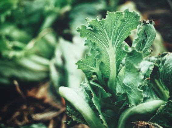 건강한 식단을 위한 선택&#44; 비타민K가 풍부한 채소와 과일&#44; 섭취 방법