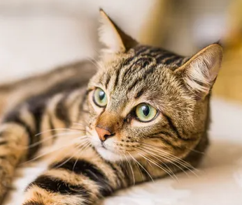 고양이를 무서운 감염으로부터 보호하기 위해 주인이 할 수 있는 세 가지 포인트