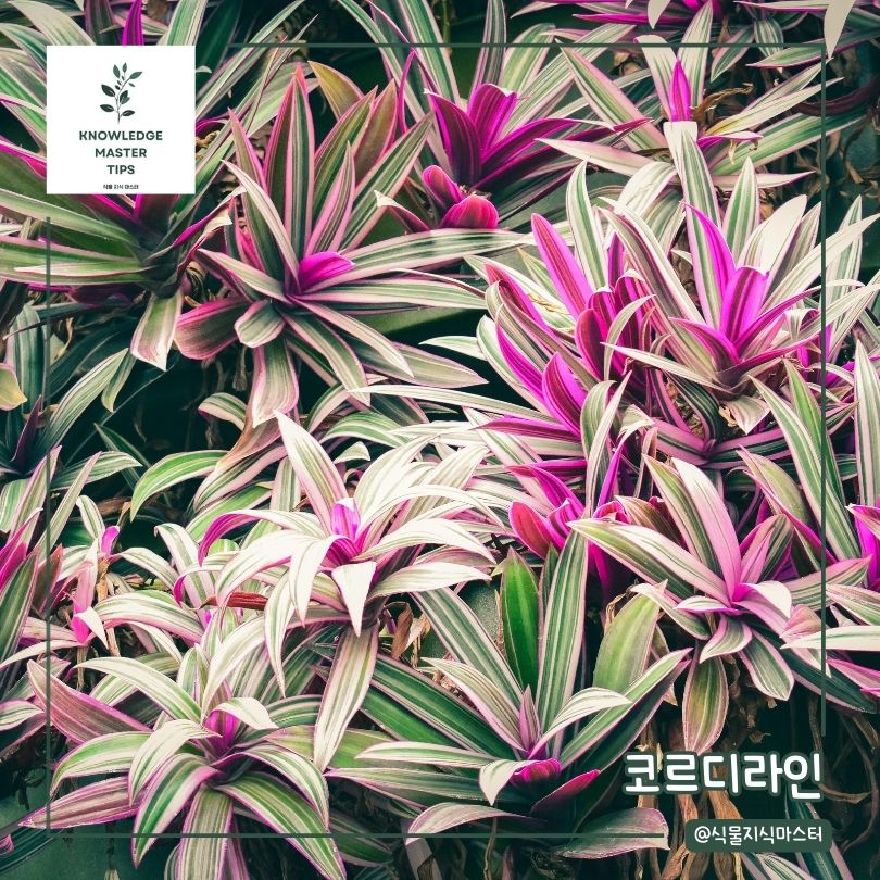 음지 식물 - 코르디라인