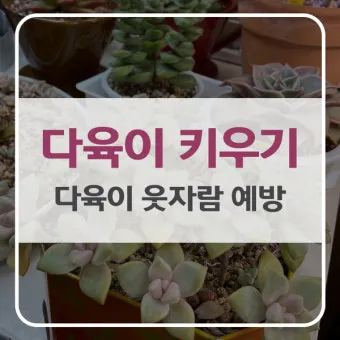 다육이 물주기 환기요령 일조량관리 여름과 겨울 관리법_12