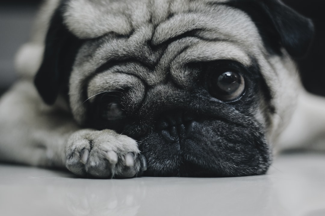 Dog.