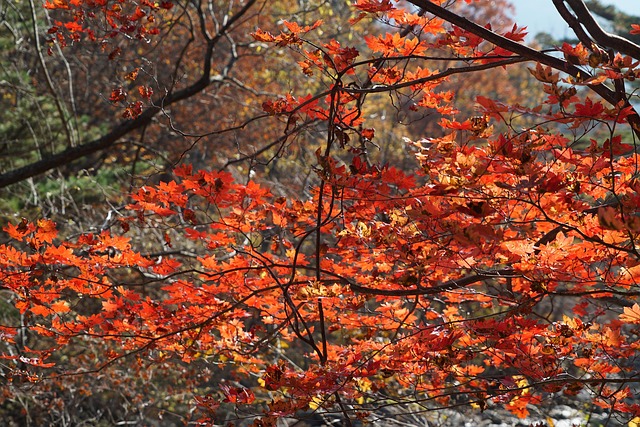 단풍