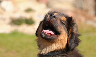 강아지가 삶은 순대나 간을 먹어도 될까? (배달 족발)