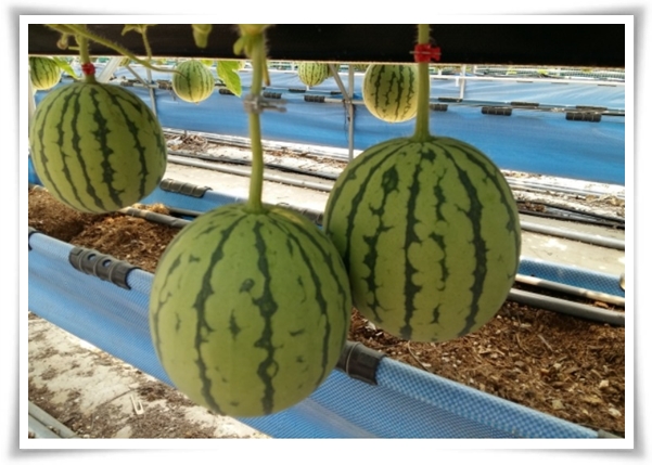 작지만 수박보다 달콤한 애플 수박 키우기! 아파트나 작은 정원에서도 가능해요.