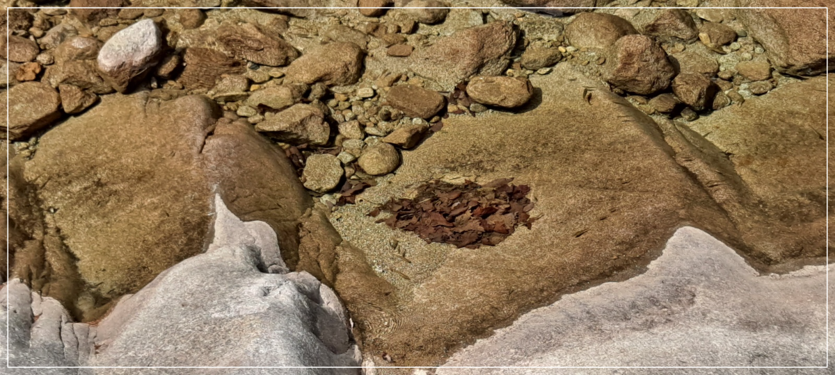 계곡물-속에서-헤엄치고-있는-버들치들