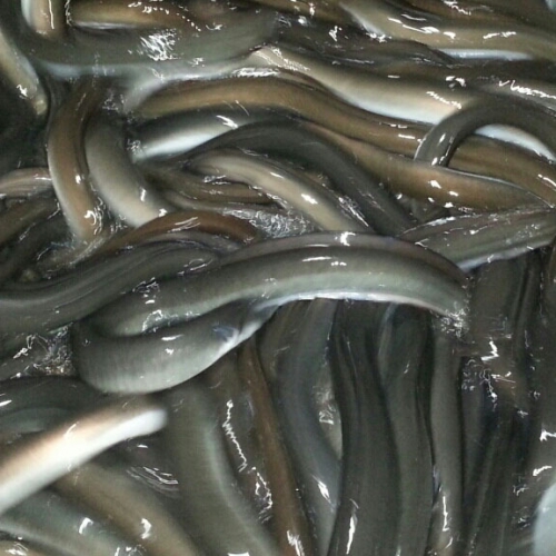 초복 중복 말복 날짜 보양식