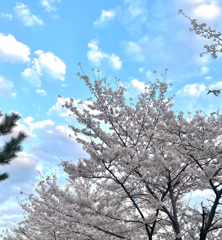 하늘과 어우러지는 아름다운 벚꽃