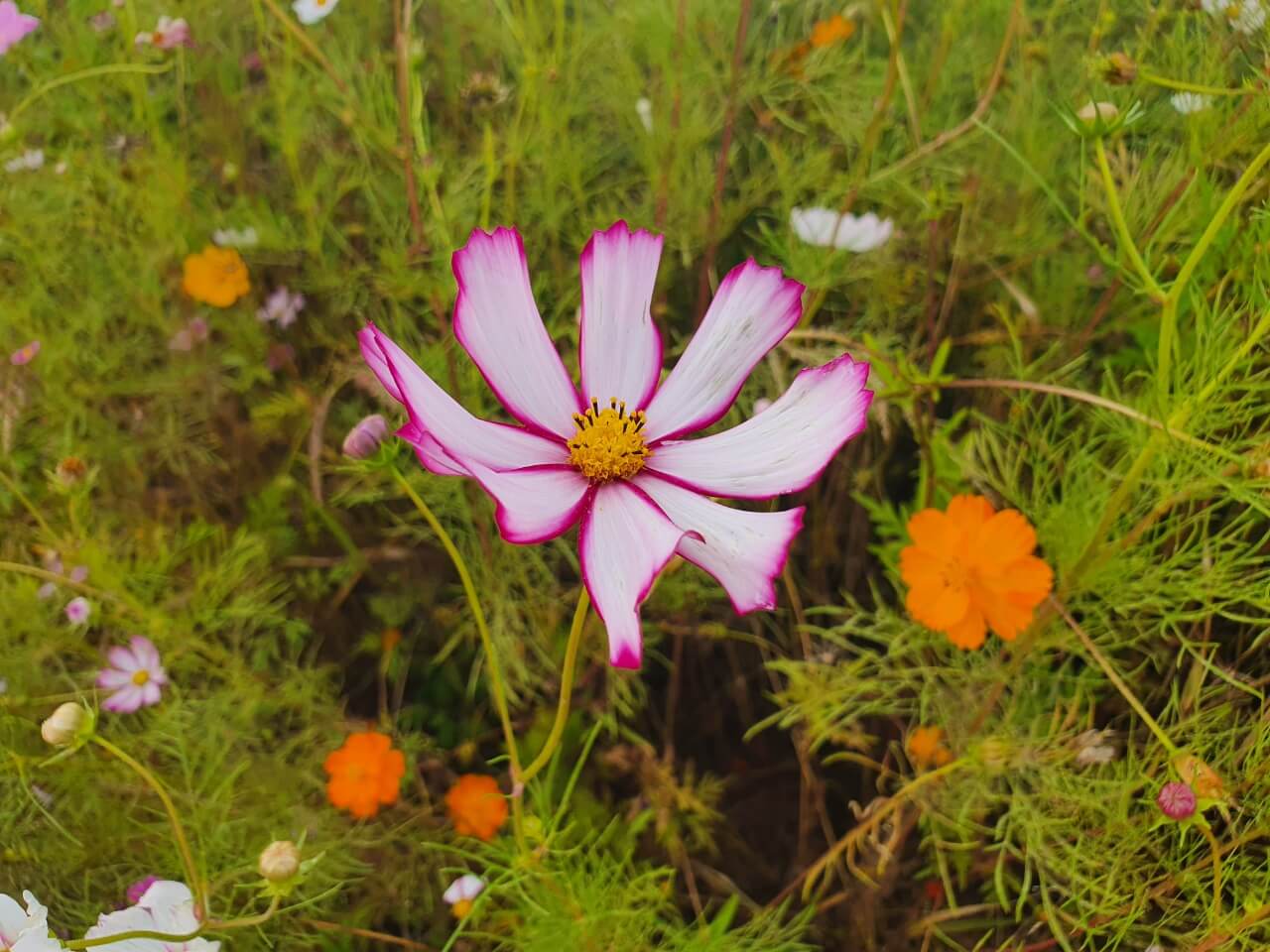 핑크화이트-코스모스