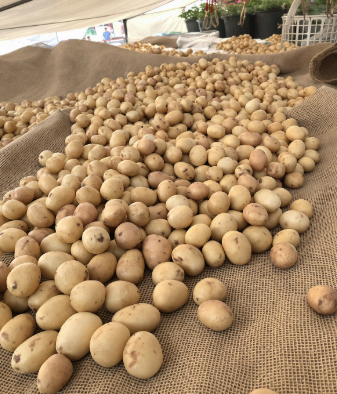 감자 수확시기 타이밍과 방법 12