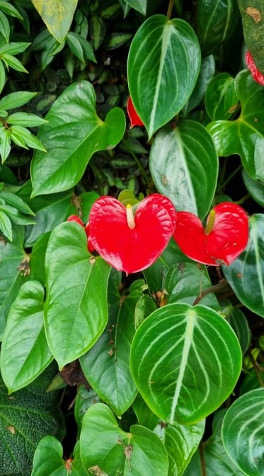 가든스 바이 더 베이 클라우드 포레스트