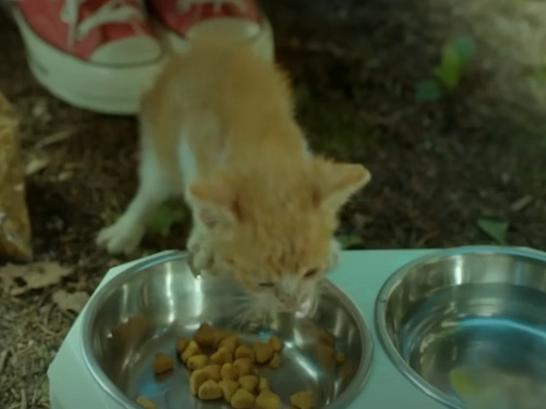 내 남편과 결혼해줘 고양이