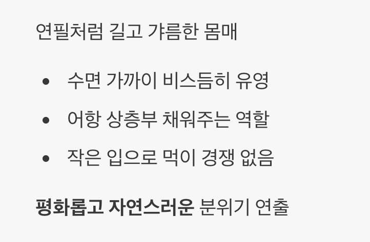 5. 하늘을 나는 연필, 팬슬피쉬