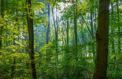디지털 디톡스가 필요한 순간 &ndash; 뇌 건강을 지키는 법