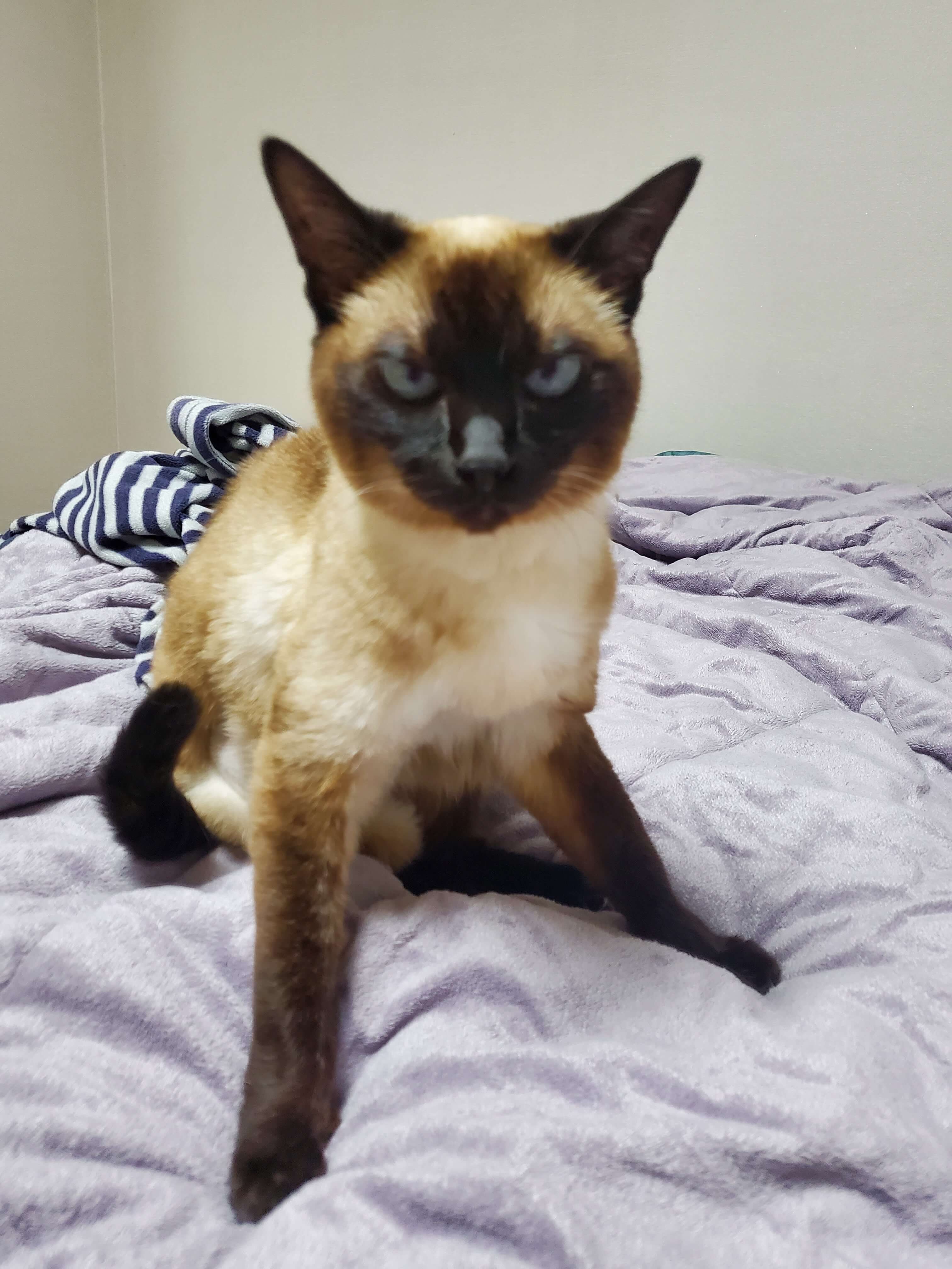 노령 고양이 관절염 진단 과정과 수의학적 치료 옵션