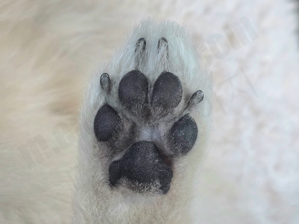 강아지 발가락 털을 다 다듬은 모습