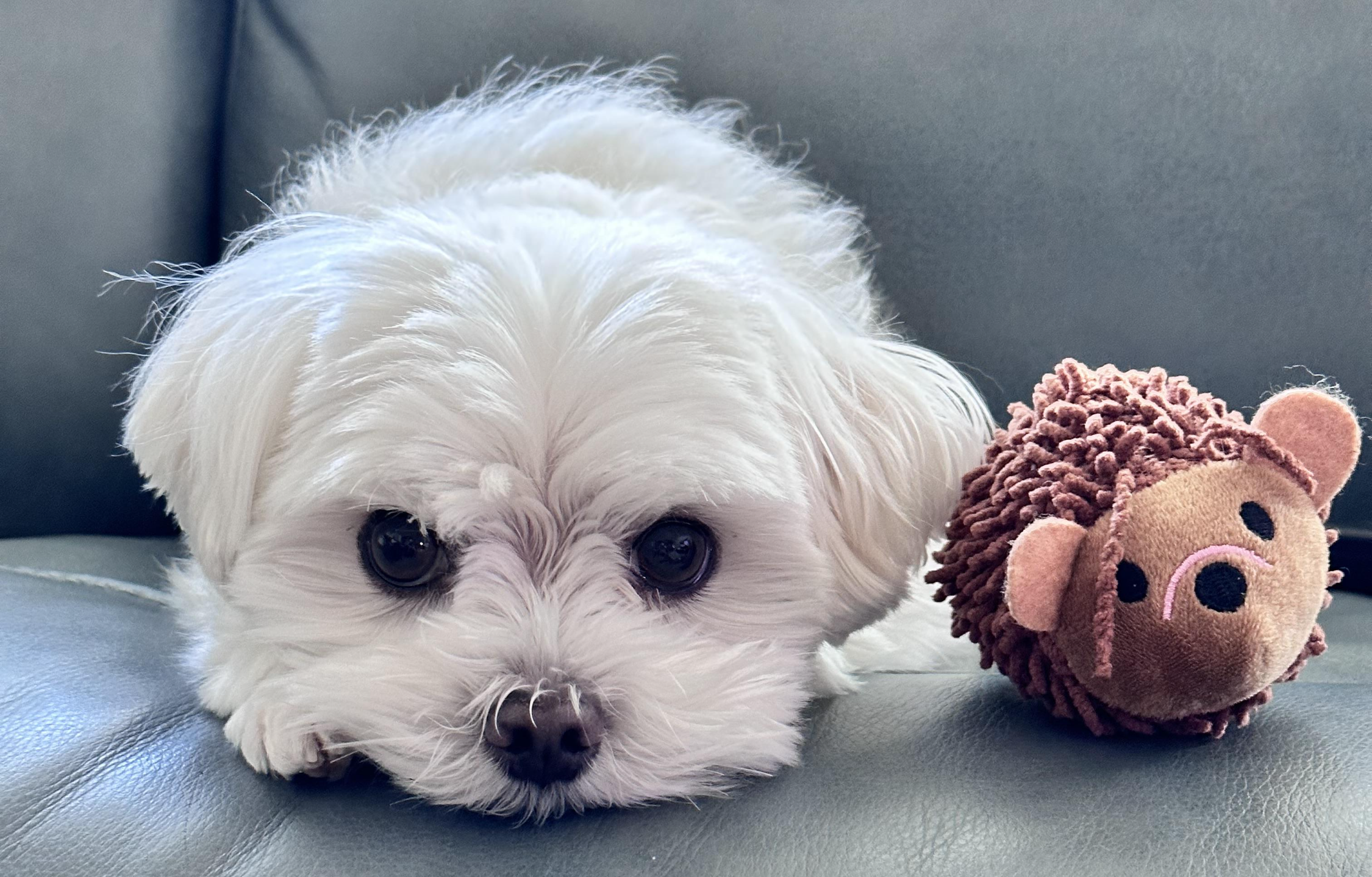 죽은강아지 뱃속 새끼 꺼내 파는 강아지공장&amp;#44; 펫샵의 실체