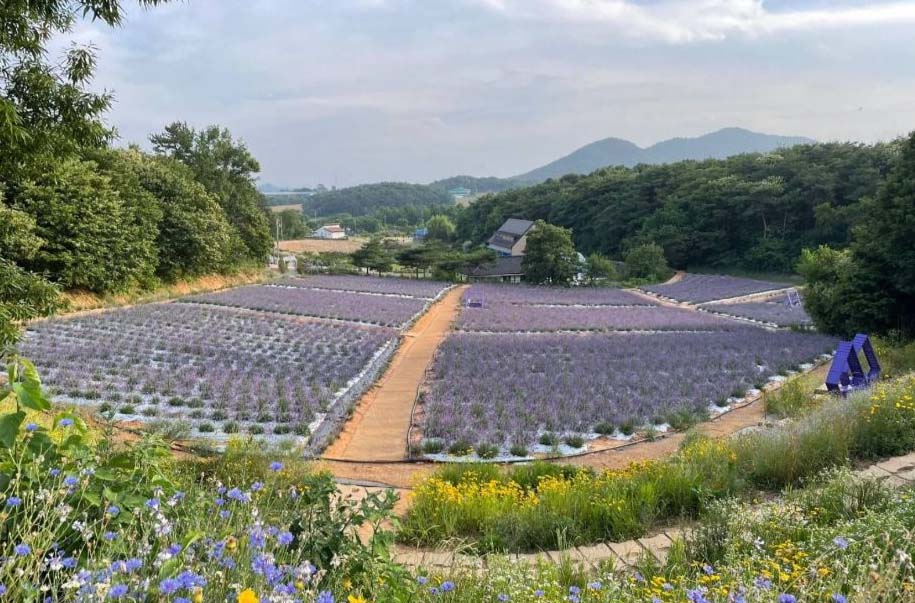 고창청농원 라벤더 축제