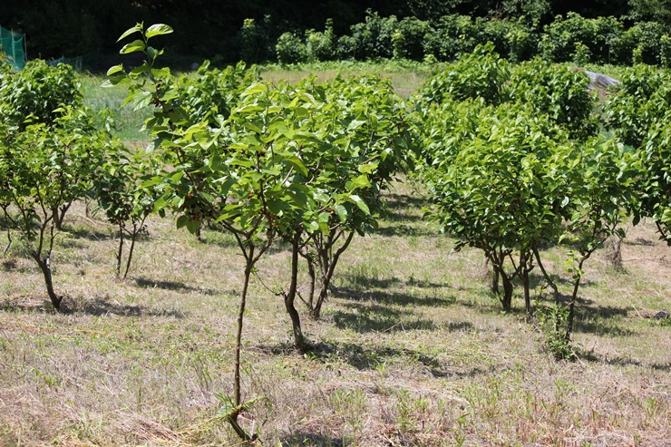 참구수발효뽕잎차추천