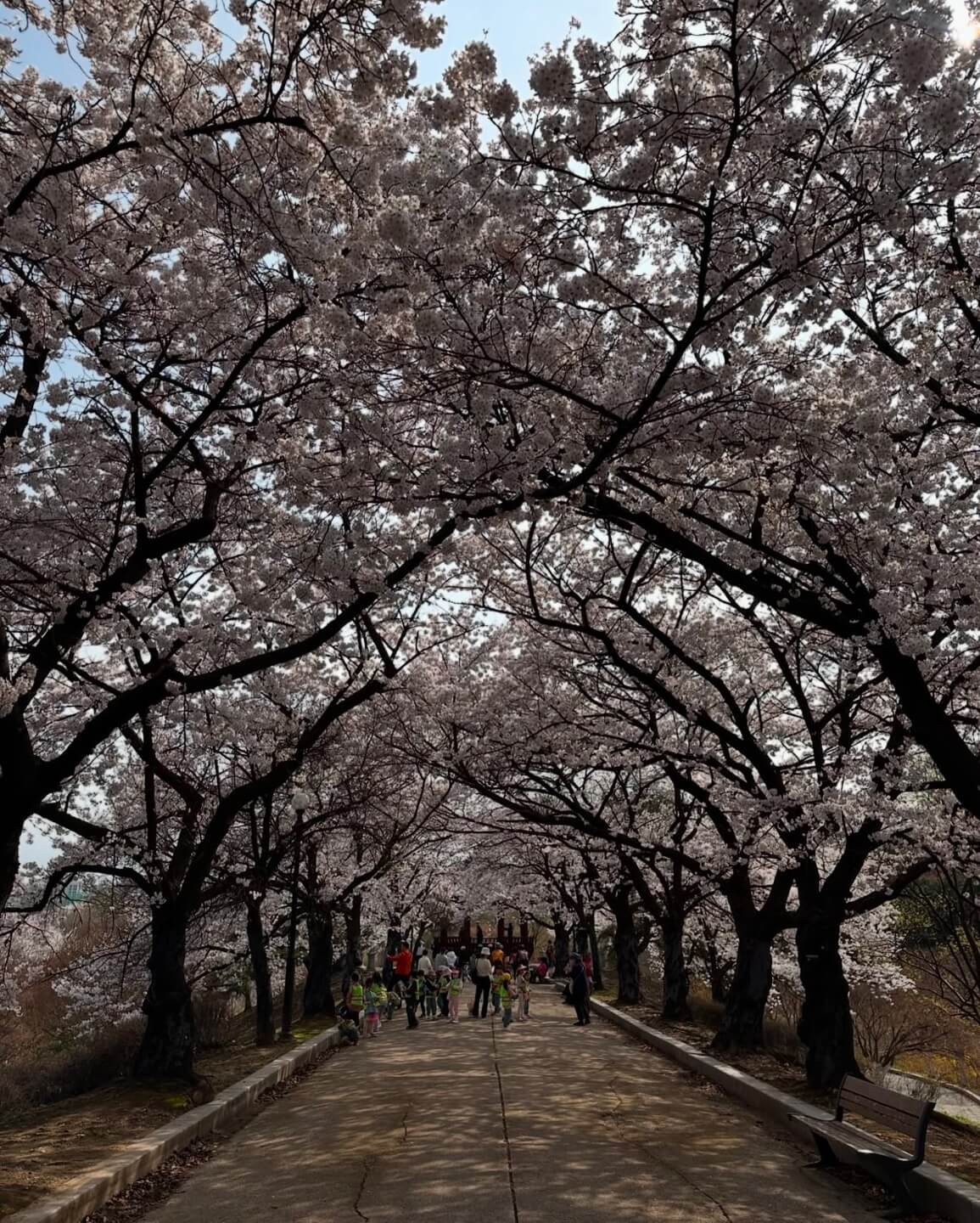 석촌호수 벚꽃 축제 일정