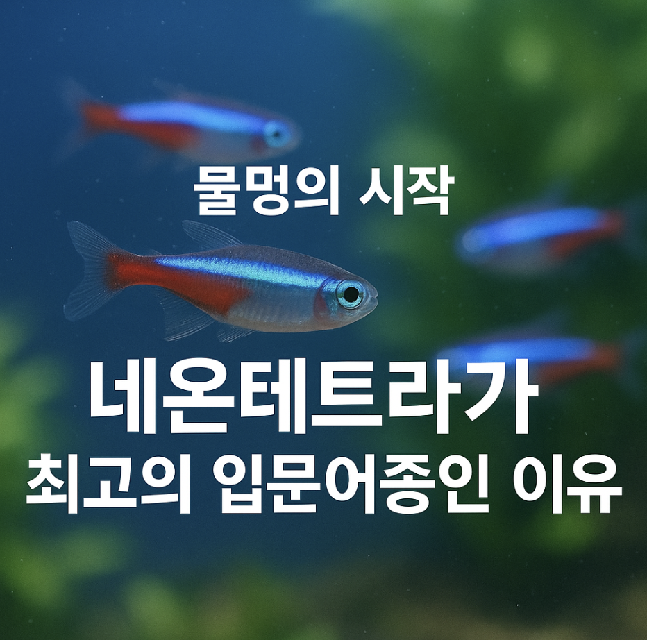 물멍의 시작, 네온테트라가 최고의 입문 어종인 이유