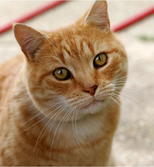 PDF 용량 줄이기