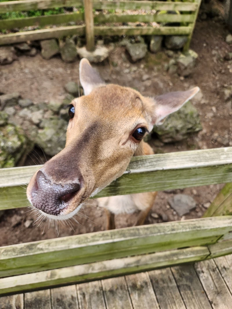 당근-먹는-사슴