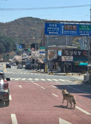대전 늑대 동물원 오월드 탈출 퓨마 포획 상황
