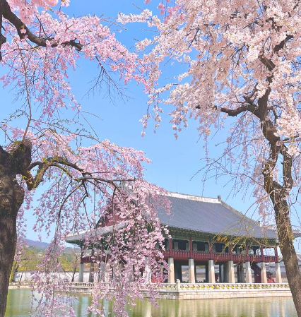 벚꽃 명소 추천 서울 경복궁