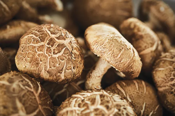 표고버섯 효능_5