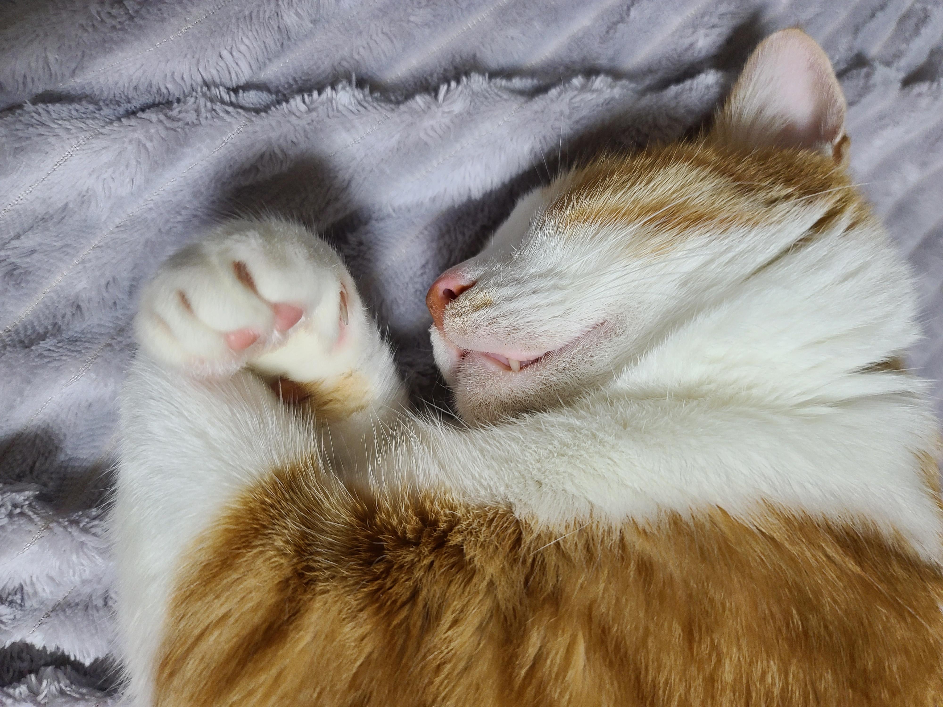 찐으로 잘때와 자는척 할때의 고양이 호야 (feat.너무 사랑스러운 포즈)