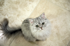 이쪽을 올려다보는 고양이