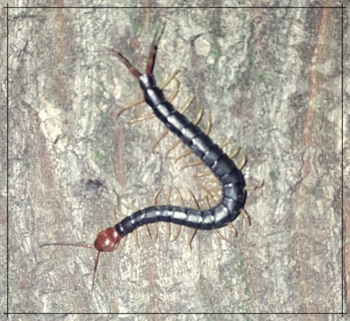 지네 물렸을 때 증상과 처치법, 민간요법 알아보기