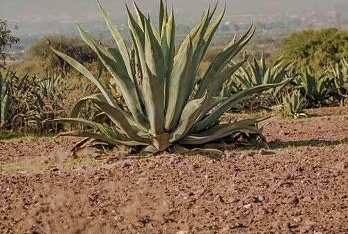 아가베 시럽 제조과정